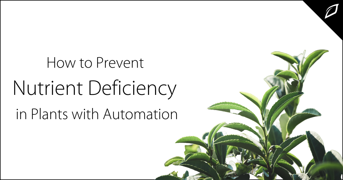 How To Prevent Nutrient Deficiency In Plants